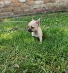 Chihuahua kiskutyák - Chihuahua (218)