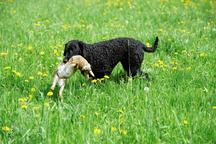 Kölykök eladása Curly Coated Retriever - Curly coated retrívr (110)